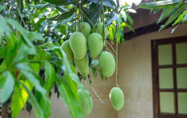 Green mango on white background