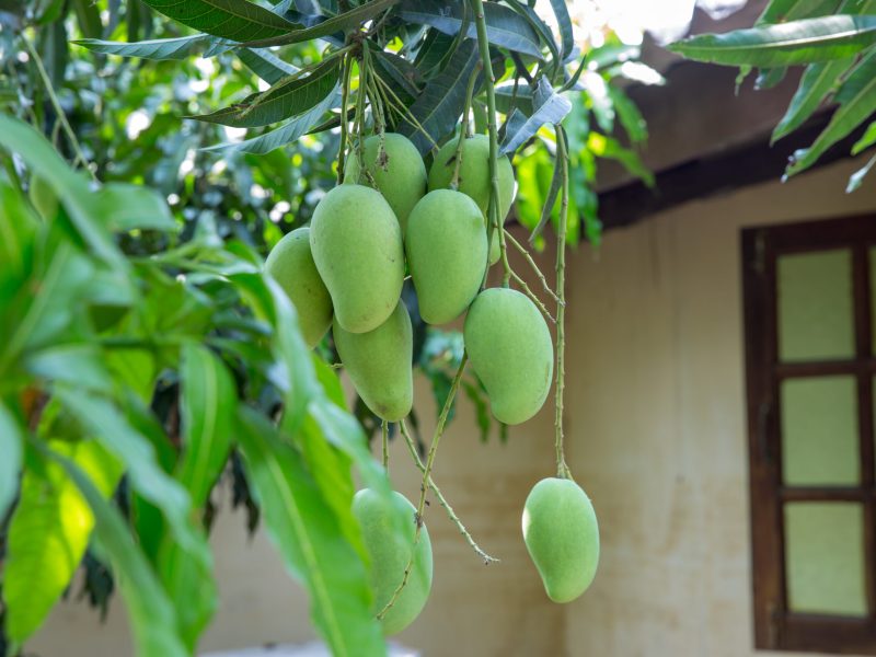 Green mango on white background