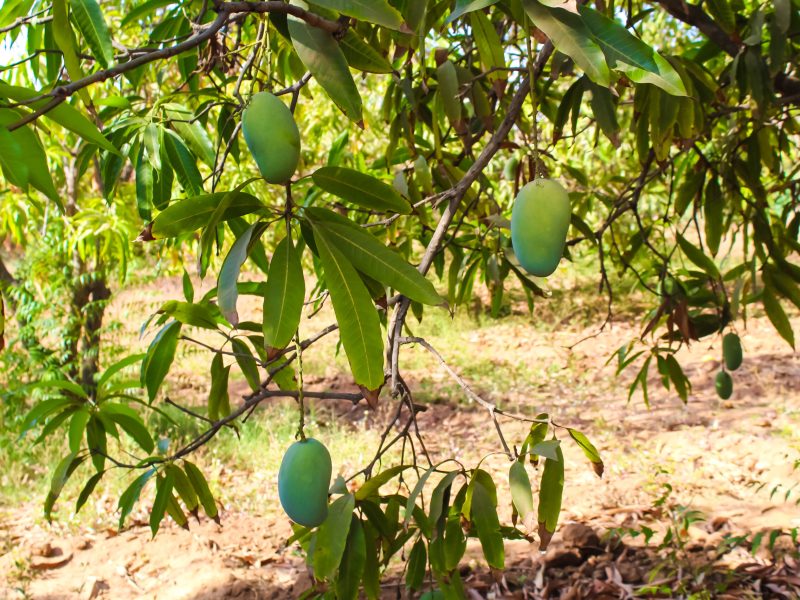 Mango tree with fruits,selective focus,